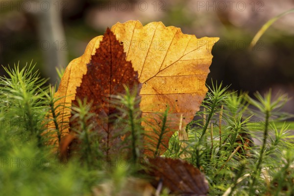 Close-up of autumn-coloured leaves against the light, amidst green lady's moss (Polytrichum commune) in the forest, Germany