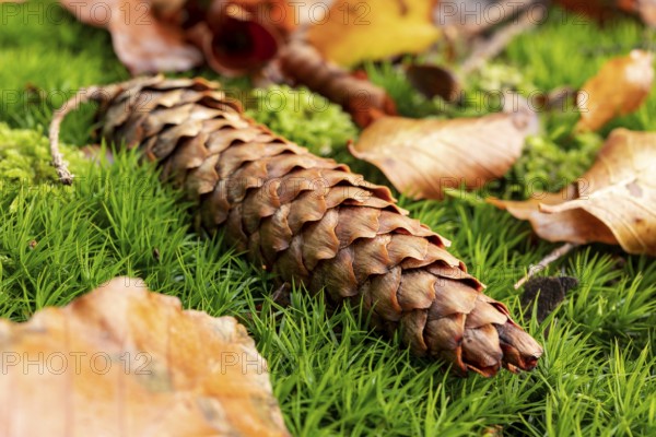 A ripe pine cone lies on lush green moss surrounded by autumn leaves at the bottom of a forest, Germany