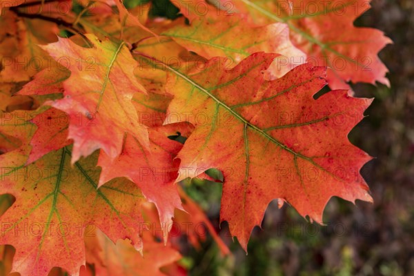 Close-up of the autumnal colourful leaves of a red oak (Quercus rubra) with red, orange and green tones in a forest, Germany