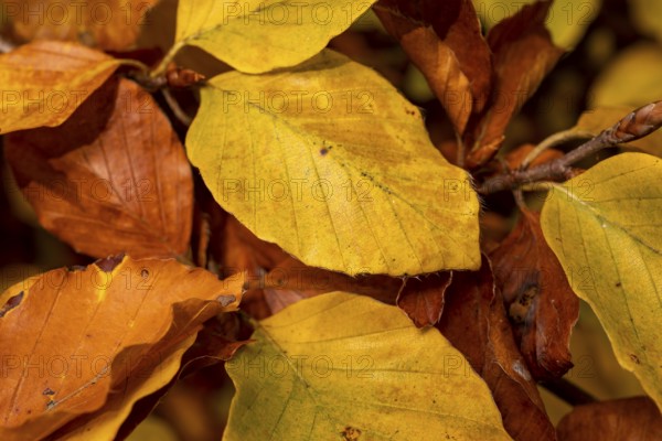 Format-filling close-up of the autumnal colourful leaves of a beech (Fagus) with yellow, orange and brown tones in a forest, Germany