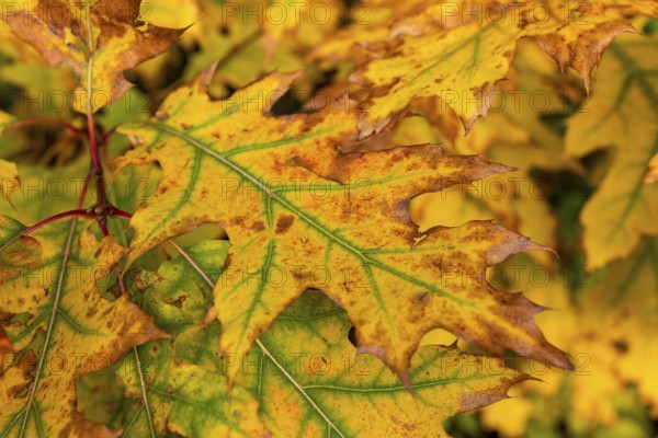 Close-up of the autumnal colourful leaves of a red oak (Quercus rubra) with yellow and green tones in a forest, Germany