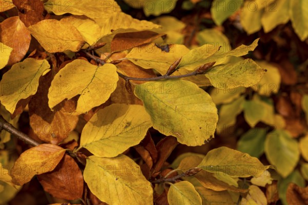 Full-format photograph of the autumnal, colourful leaves of a beech (Fagus) with yellow, orange and brown tones in a forest, Germany