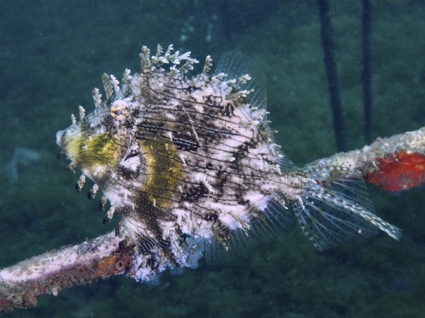 A bizarre jewellery filefish (Chaetodermis penicilligerus), filefish, swimming next to an algae-covered structure, dive site Secret Bay, Gilimanuk, Bali, Indonesia