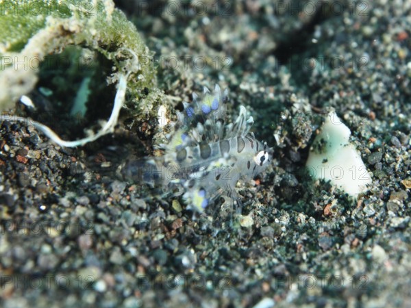 Small transparent fish with blue accents, zebra dwarf lionfish (Dendrochirus zebra) juvenile, on a sandy bottom. Dive site Puri Jati, Umeanyar, Bali, Indonesia