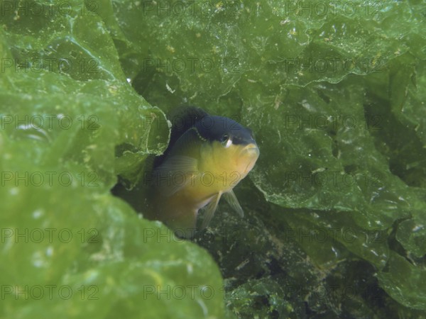A small dwarf perch, blackback dwarf perch (Pseudochromis perspicillatus), hides among the green algae in the water. Dive site Secret Bay, Gilimanuk, Bali, Indonesia