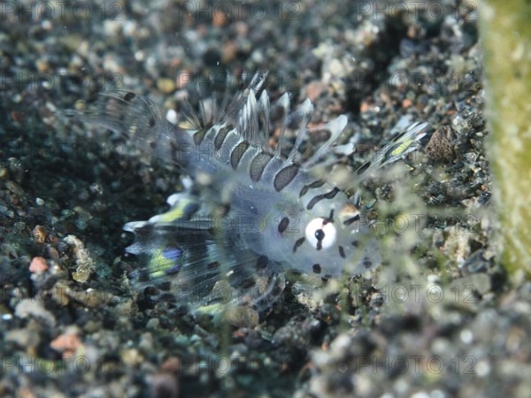Small, transparent fish, zebra dwarf lionfish (Dendrochirus zebra) juvenile, perfectly adapted to the sandy environment. Dive site Puri Jati, Umeanyar, Bali, Indonesia