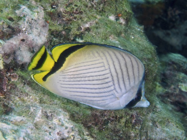 Butterflyfish with yellow accents, vagabond butterflyfish (Chaetodon vagabundus), swimming above a coral reef. Dive site Gondol Reef, Gondol, Bali, Indonesia