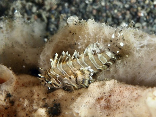 Tiny fish with striped pattern, zebra dwarf lionfish (Dendrochirus zebra) juvenile, on a coral reef. Dive site Puri Jati, Umeanyar, Bali, Indonesia