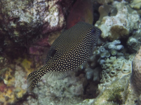 Black fish with white dots, white tufted boxfish (Ostracion meleagris) female, hovering near a reef. Dive site Twin Reef, Penyapangan, Bali, Indonesia