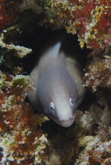 White-eyed moray eel (Gymnothorax thyrsoideus) peers out from its hiding place in the coral reef. Dive site Gamat Bay, Nusa Ceningan, Nusa Penida, Bali, Indonesia