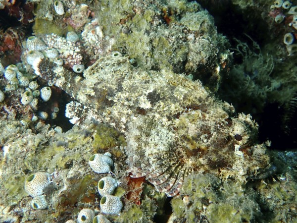 Papuan scorpionfish (Scorpaenopsis papuensis) camouflaged between corals and algae. Dive site Prapat, Penyapangan, Bali, Indonesia