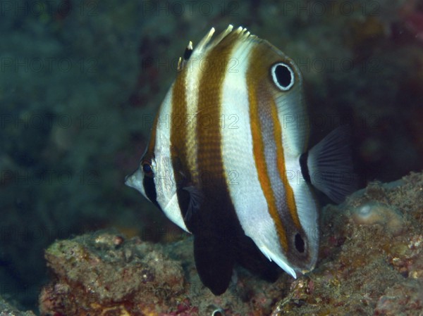 Striped fish with distinctive fins in brown and white, two-eyed coradion (Coradion melanopus) . Dive site Pidada, Penyapangan, Bali, Indonesia