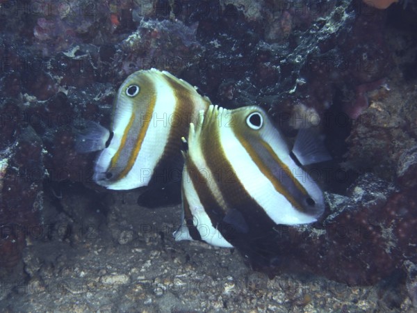 A pair of butterflyfish with a distinctive stripe pattern, two-eyed coradion (Coradion melanopus), in the coral reef. Dive site Close Encounters, Permuteran, Bali, Indonesia