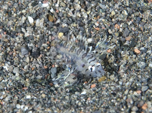 Transparent fish, zebra lionfish (Dendrochirus zebra) juvenile, perfectly camouflaged on a sandy bottom. Dive site Puri Jati, Umeanyar, Bali, Indonesia