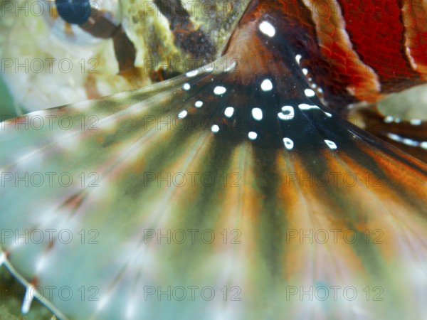 Close-up of a colourful fish fin with a high-contrast pattern of zebra dwarf lionfish (Dendrochirus zebra) . Dive site Twin Reef, Penyapangan, Bali, Indonesia
