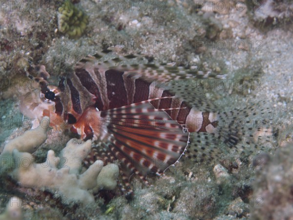Lionfish with striped fins, zebra dwarf lionfish (Dendrochirus zebra), lying on the reef floor. Dive site Twin Reef, Penyapangan, Bali, Indonesia