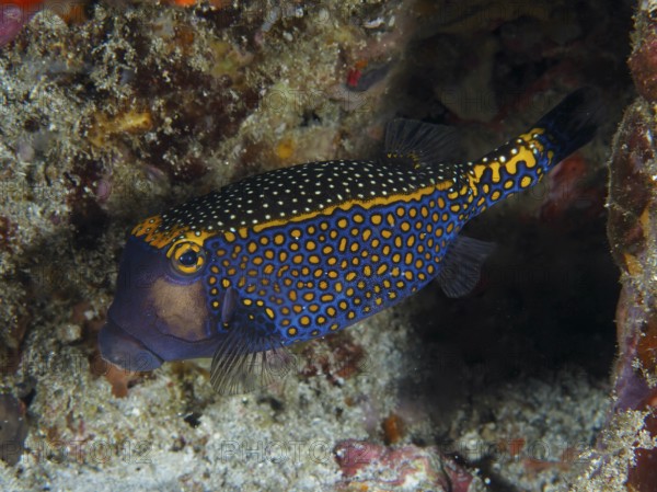 Blue-orange boxfish with a dotted pattern, white tufted boxfish (Ostracion meleagris), in the reef. Dive site Gamat Bay, Nusa Ceningan, Nusa Penida, Bali, Indonesia