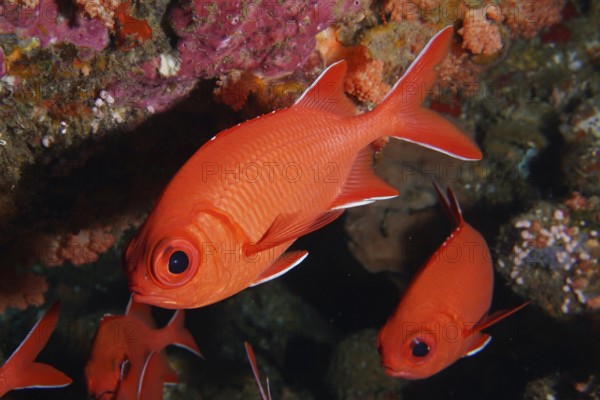 Close-up of bright red fish with large eyes, white-tipped soldierfish (Myripristis vittata), soldierfish, fish. Dive site Toyapakeh, Nusa Ceningan, Nusa Penida, Bali, Indonesia
