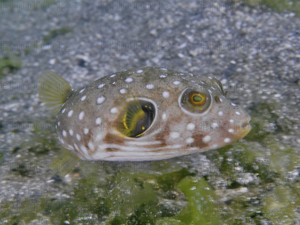 A spotted, roundish fish, white-spotted pufferfish (Arothron hispidus) juvenile, swimming over a sandy bottom and showing its eyes. Dive site Secret Bay, Gilimanuk, Bali, Indonesia