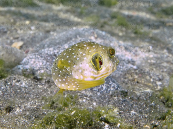 Small pufferfish with white spots, white-spotted pufferfish (Arothron hispidus) juvenile, hovers above the seabed. Dive site Secret Bay, Gilimanuk, Bali, Indonesia