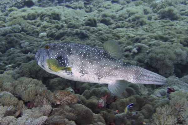 Spotted pufferfish, white-spotted pufferfish (Arothron hispidus), swimming above a reef. Dive site Toyapakeh, Nusa Ceningan, Nusa Penida, Bali, Indonesia
