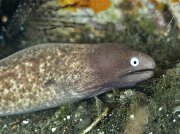 Close-up of white-eyed moray eel (Gymnothorax thyrsoideus), moray eel, with attentive facial expression. Dive site Puri Jati, Umeanyar, Bali, Indonesia