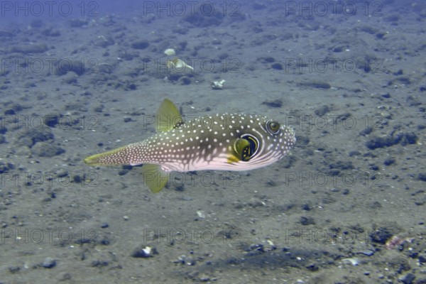 Pufferfish with dotted pattern, white spotted pufferfish (Arothron hispidus), swimming above a seabed. Dive site USAT Liberty, Tulamben, Bali, Indonesia