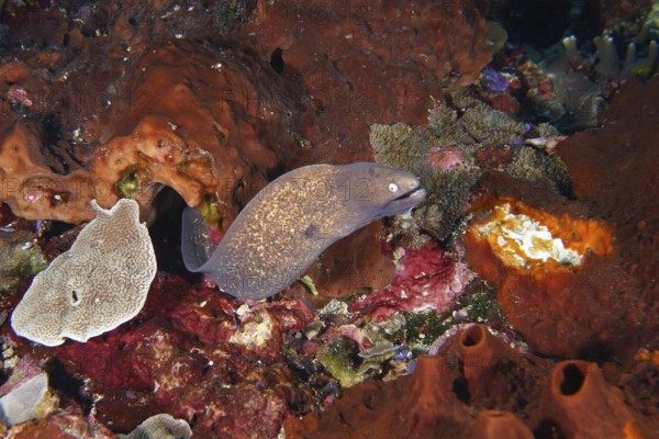 Brown moray eel, white-eyed moray eel (Gymnothorax thyrsoideus) hiding in a cave in the reef. Dive site Toyapakeh, Nusa Ceningan, Nusa Penida, Bali, Indonesia