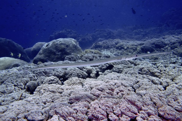 Elongated soft flutefish (Fistularia commersonii) swimming over a coral reef. Dive site SD, Nusa Ceningan, Nusa Penida, Bali, Indonesia