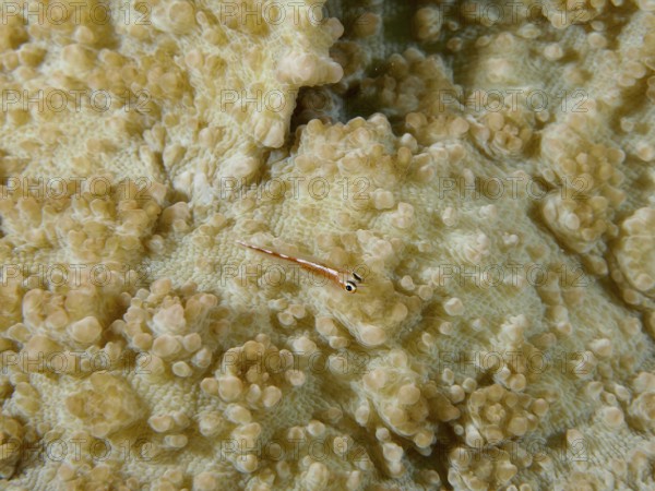 Tiny fish, transparent dwarf goby (Bryaninops erythrops), on the detailed structure of a coral under water. Dive site Spice Reef, Penyapangan, Bali, Indonesia
