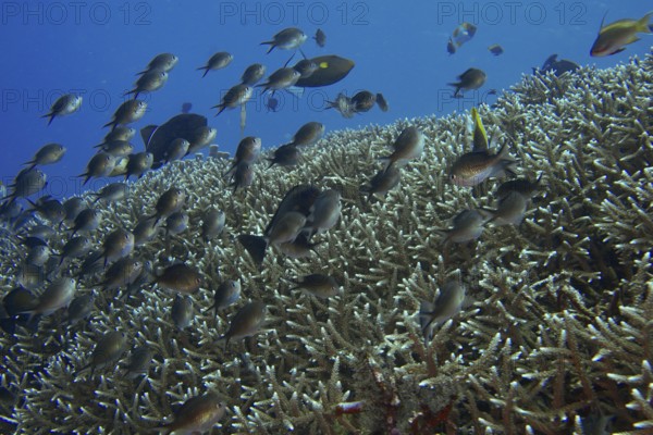 School of Ternate Swallowtails (Chromis ternatensis) over a coral reef in the blue ocean. Dive site SD, Nusa Ceningan, Nusa Penida, Bali, Indonesia