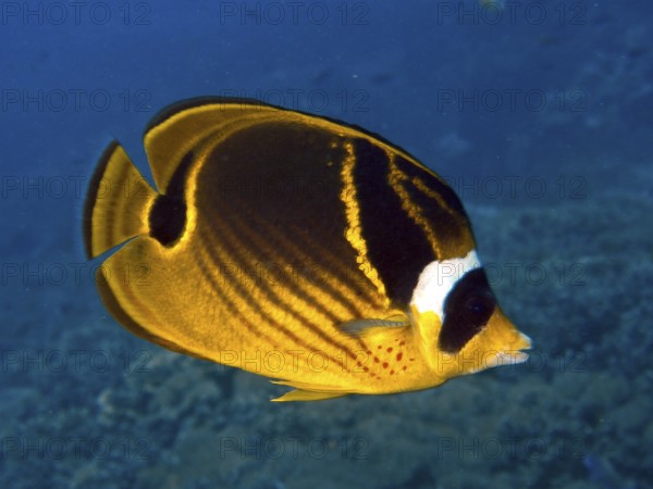 Yellow-black tobacco butterflyfish (Chaetodon fasciatus) in a tropical coral reef. Dive site Toyapakeh, Nusa Ceningan, Nusa Penida, Bali, Indonesia