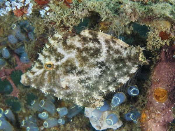 A fish with a camouflage pattern, seagrass filefish (Acreichthys tomentosus), hides in the coral reef. Dive site Secret Bay, Gilimanuk, Bali, Indonesia