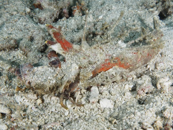 A well-camouflaged spiny devil fish (Inimicus didactylus) lies hidden on the sandy seabed. Dive site Pidada, Penyapangan, Bali, Indonesia