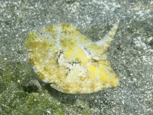 A yellow seagrass filefish (Acreichthys tomentosus) with a horn-shaped structure over a sandy seabed. Dive site Secret Bay, Gilimanuk, Bali, Indonesia