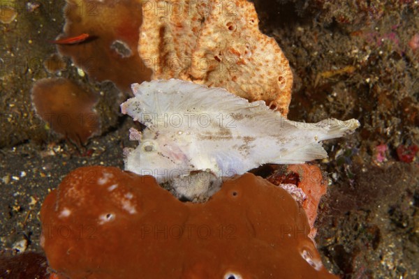 A shallow fish, rockfish (Taenianotus triacanthus), hidden between bright orange reef structures. Dive site USAT Liberty, Tulamben, Bali, Indonesia