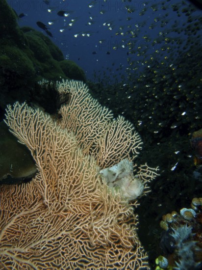 A well-camouflaged fish, a rocking fish (Taenianotus triacanthus), lurks for prey in a giant fan coral (Annella mollis), glass fish swim above it, dive site Pidada, Penyapangan, Bali, Indonesia
