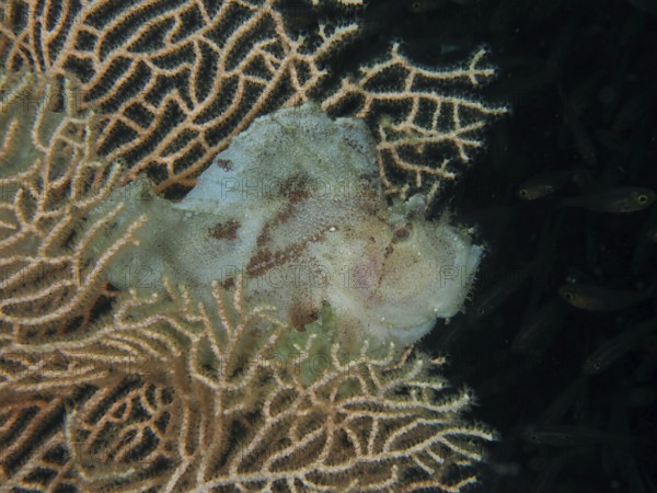 A well-camouflaged fish, a rocking fish (Taenianotus triacanthus), lurks for prey in a giant fan coral (Annella mollis), dive site Pidada, Penyapangan, Bali, Indonesia