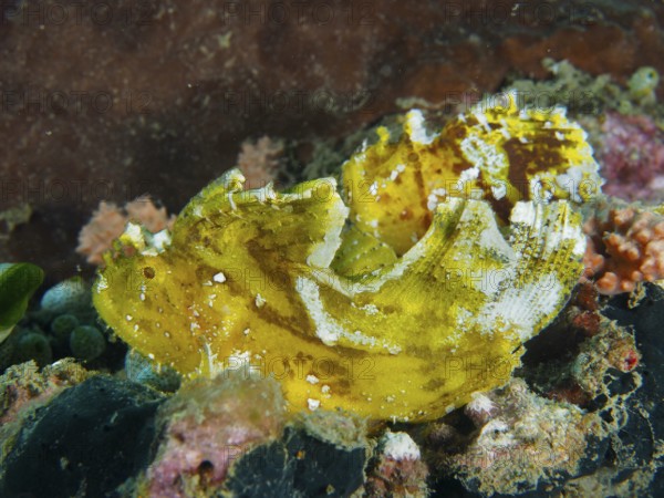 Yellow fish with unique structure, rocking fish (Taenianotus triacanthus), well camouflaged in the reef. Dive site Pidada, Penyapangan, Bali, Indonesia