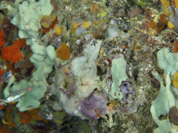 Colourful coral reef with various marine animals, including a well-camouflaged rocking fish (Taenianotus triacanthus), and a lively mix of colours. Dive site Close Encounters, Permuteran, Bali, Indonesia