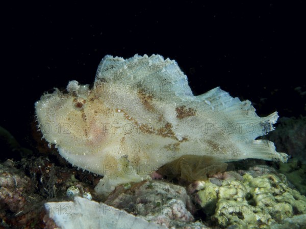 A light-coloured fish with a flat shape, rocking fish (Taenianotus triacanthus), rests in a dark coral reef. Dive site Pidada, Penyapangan, Bali, Indonesia