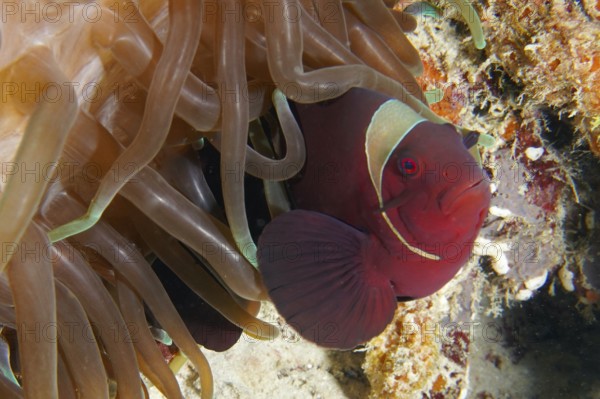 Red clownfish, velvet anemonefish, spiny anemonefish (Amphiprion biaculeatus) under the protection of a sea anemone. Dive site Coral Garden, Menjangan, Bali, Indonesia