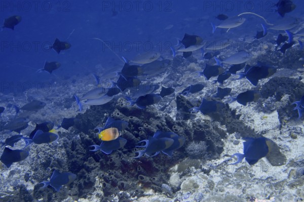 Shoal of red-toothed triggerfish (Odonus niger), triggerfish, over a coral reef in the blue sea. Dive site SD, Nusa Ceningan, Nusa Penida, Bali, Indonesia
