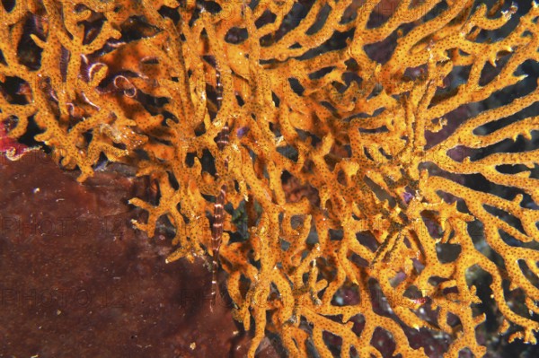 Vibrant orange coral on the seabed, hiding a Chinese trumpetfish (Aulostomus chinensis), dive site SD, Nusa Ceningan, Nusa Penida, Bali, Indonesia