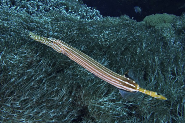 Chinese trumpetfish (Aulostomus chinensis) camouflaged among seaweed. Dive site Toyapakeh, Nusa Ceningan, Nusa Penida, Bali, Indonesia