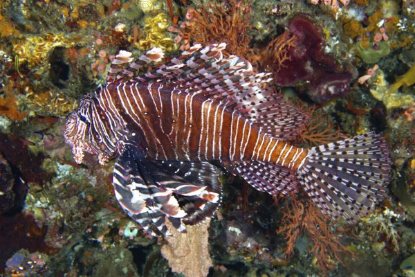 Pacific red lionfish (Pterois volitans) with a striped pattern in a colourful coral reef. Dive site Toyapakeh, Nusa Ceningan, Nusa Penida, Bali, Indonesia