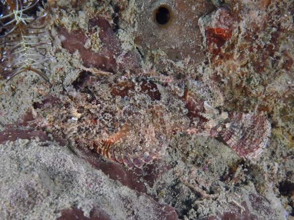 Papuan scorpionfish (Scorpaenopsis papuensis) camouflaged on a sandy, rocky seabed. Dive site Prapat, Penyapangan, Bali, Indonesia