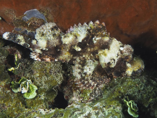 A well camouflaged Papuan scorpionfish (Scorpaenopsis papuensis) on a sea floor covered with algae. Dive site Prapat, Penyapangan, Bali, Indonesia