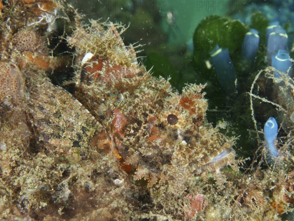 Well camouflaged Papuan scorpionfish (Scorpaenopsis papuensis) in a coral reef covered with algae. Dive site Secret Bay, Gilimanuk, Bali, Indonesia