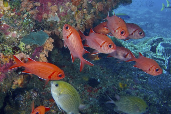 Red school of white-tipped soldierfish (Myripristis vittata) in a lively coral landscape. Dive site Toyapakeh, Nusa Ceningan, Nusa Penida, Bali, Indonesia
